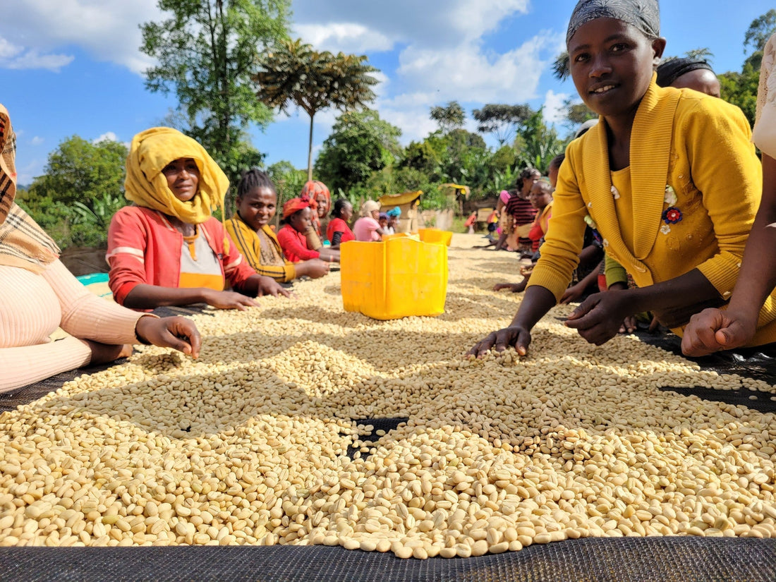 Ethiopia Guji Kello Raro 2nd Birthday Edition