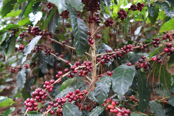 Honduras Finca Joconte