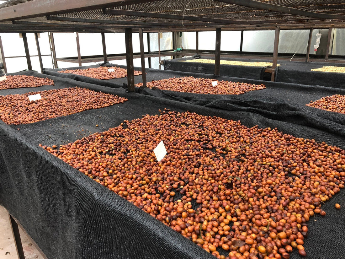 Colombia Sugarcane Decaf