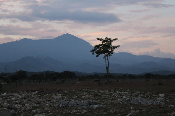 Honduras Aruco Cooperative