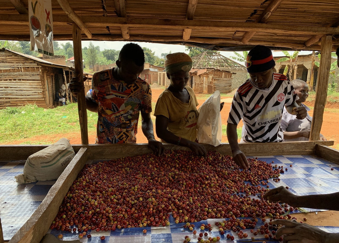 Uganda Norman Florals