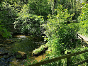 Forge Valley Woods National Nature Reserve